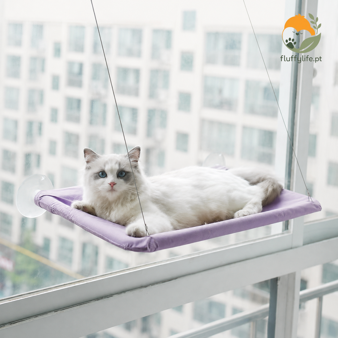 Cama Scottish Fold