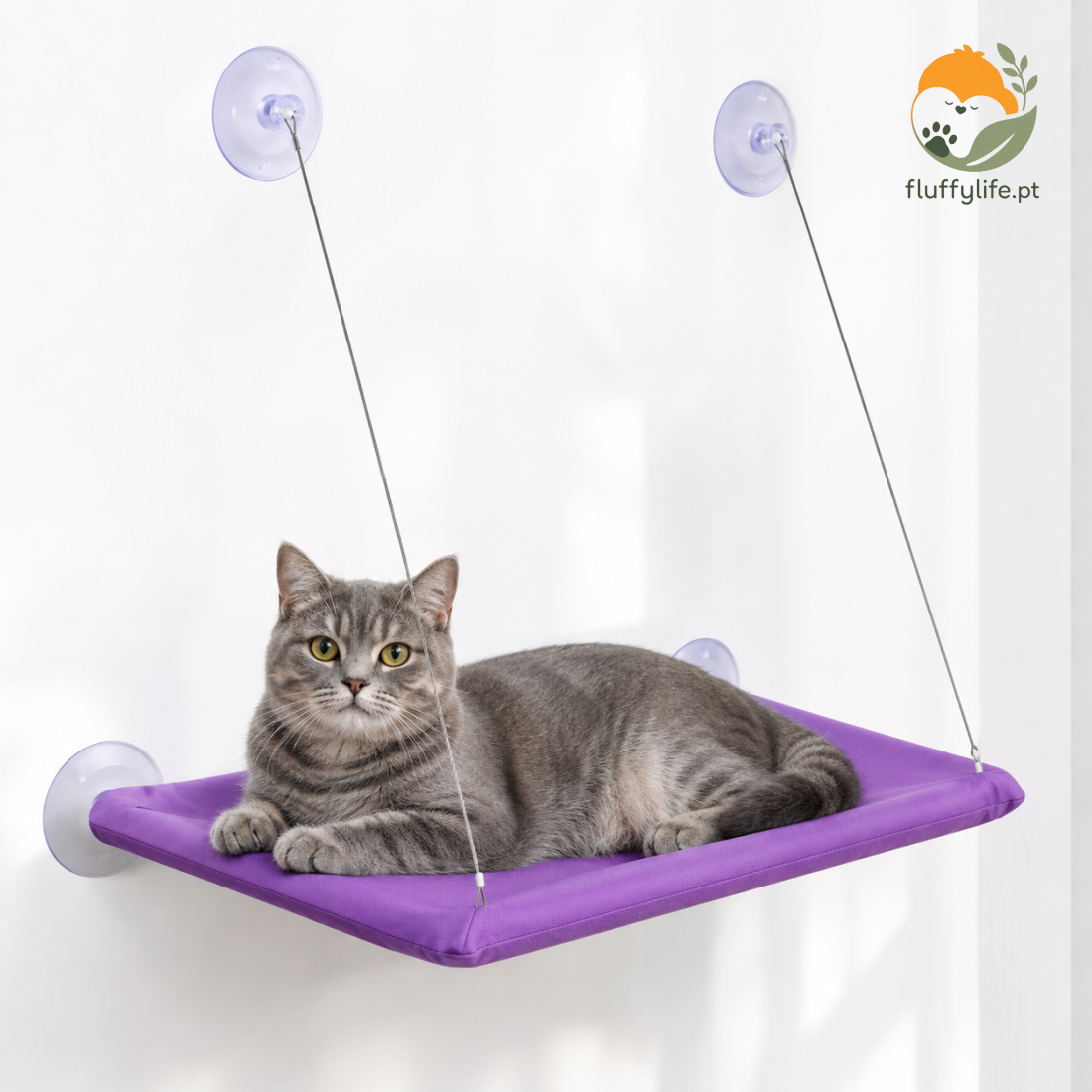 Cama Scottish Fold