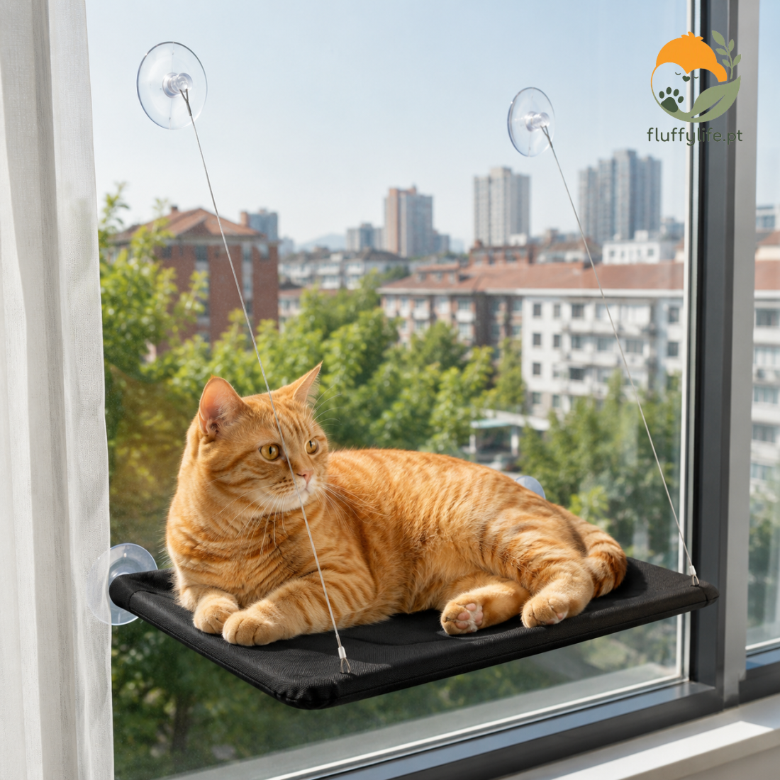 Cama Scottish Fold