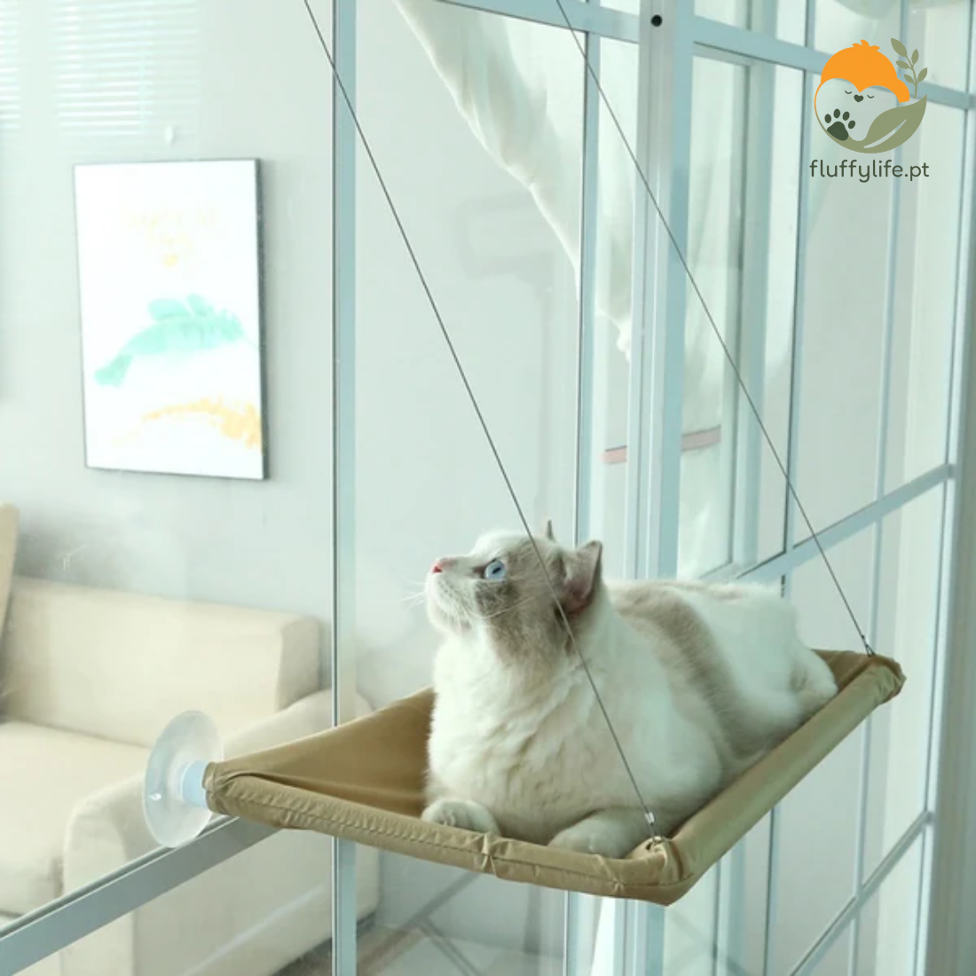 Cama Scottish Fold