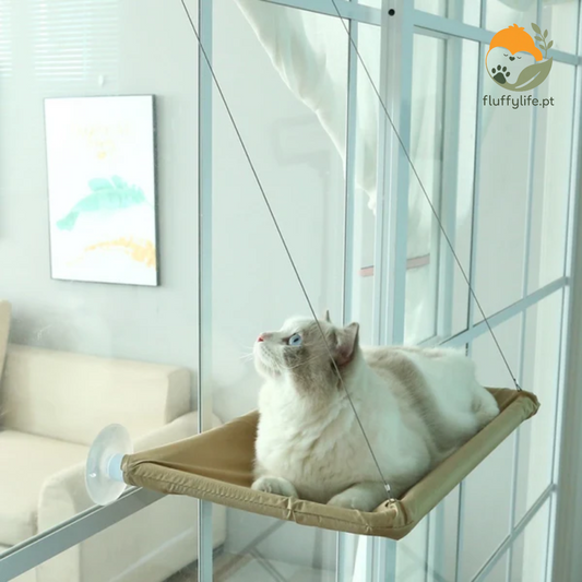 Scottish Fold bed