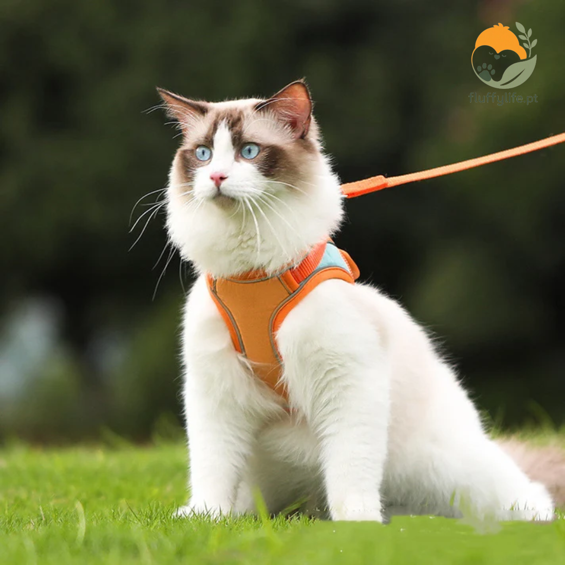 Arnés para gato Angora